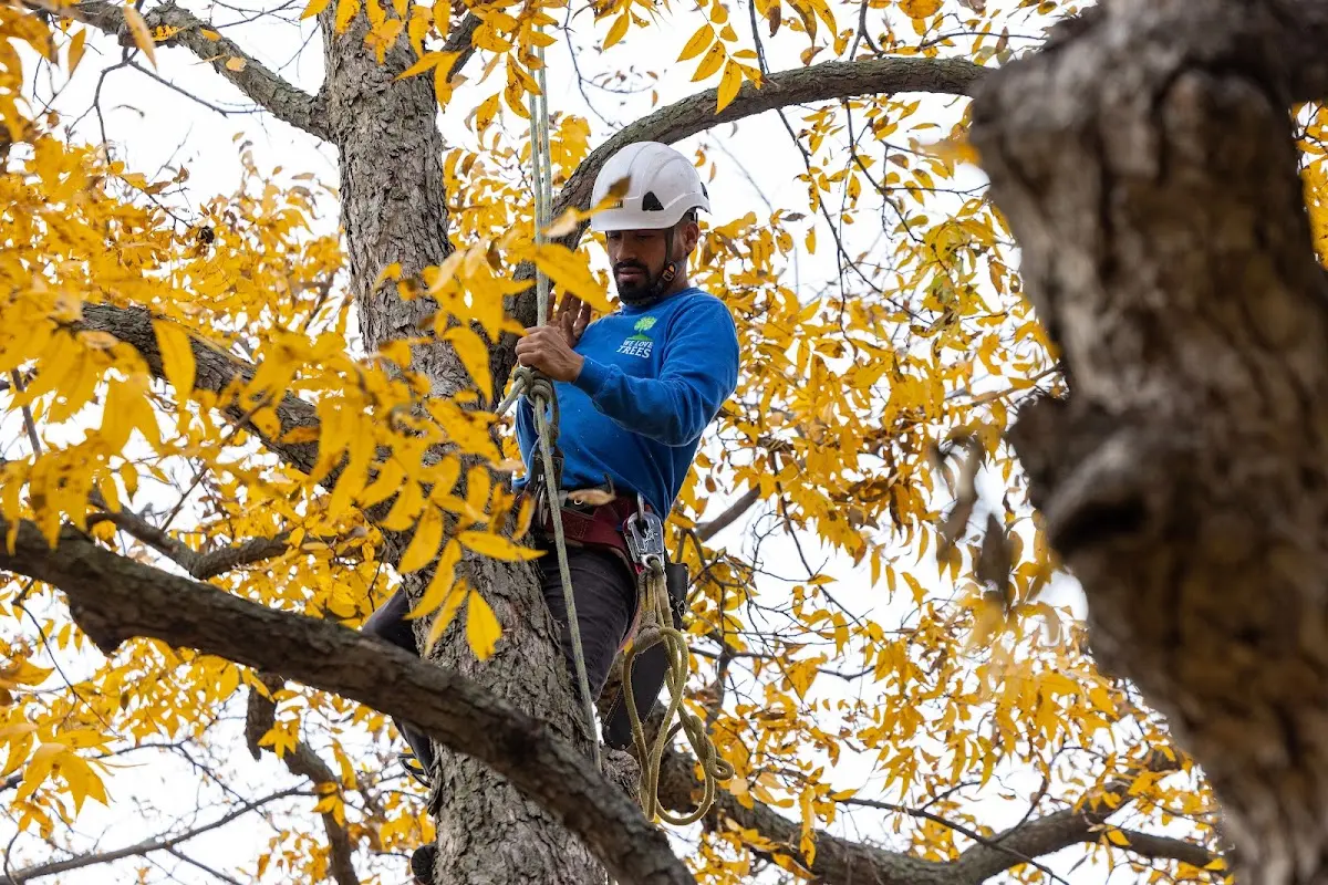 Skilled Tree Planting crew working in New Baltimore